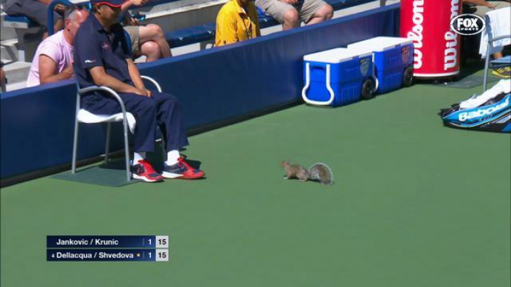 Un "musafir" inedit a întrerupt un meci de la US Open. Tenismenele s-au amuzat pe seama sa