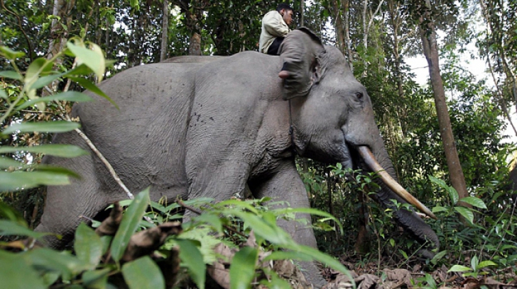 Povestea elefantului Yongki, ucis de braconier. Întreaga Indonezie este indiganată