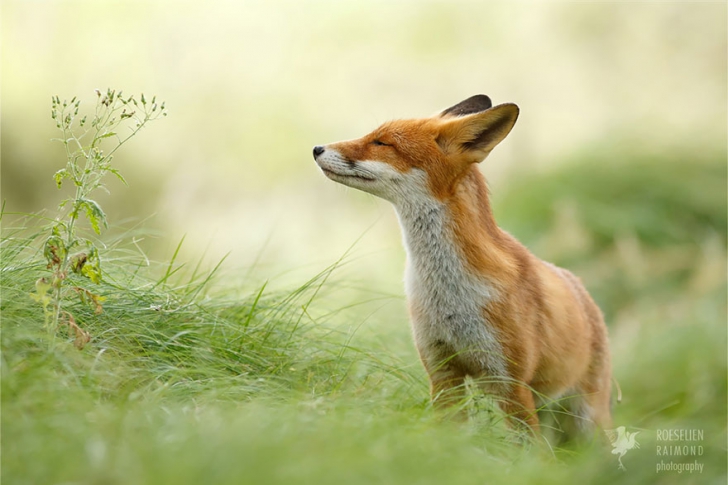 Zen Foxes