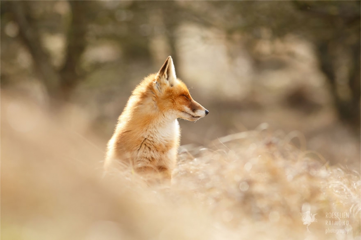 Zen Foxes