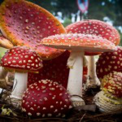 Amanita muscaria