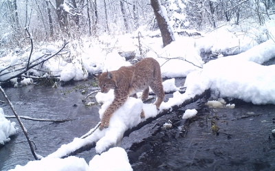 GALERIE FOTO. Animalele de la Cernobîl. Zona de protecţie arată ca o adevărată grădina zoologică