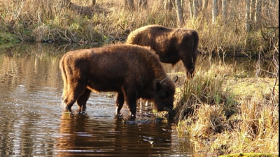 GALERIE FOTO. Animalele de la Cernobîl. Zona de protecţie arată ca o adevărată grădina zoologică