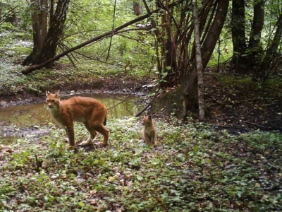 GALERIE FOTO. Animalele de la Cernobîl. Zona de protecţie arată ca o adevărată grădina zoologică