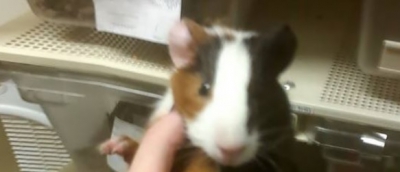 A văzut în vitrină un hamster adorabil! Când l-a luat în mână, a avut parte de şocul vieţii! Era...