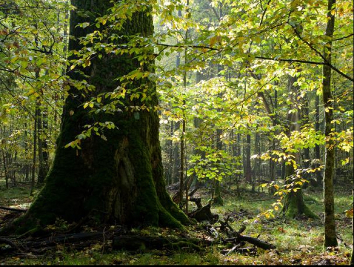 Tragedia din Vrancea: 3 persoane, găsite moarte în pădure. Autoritățile au stabilit cauza decesului