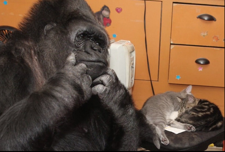 O gorilă întâlnește două pisicuțe. Ce se întâmplă mai târziu îi uimește și pe îngrijitori - VIDEO