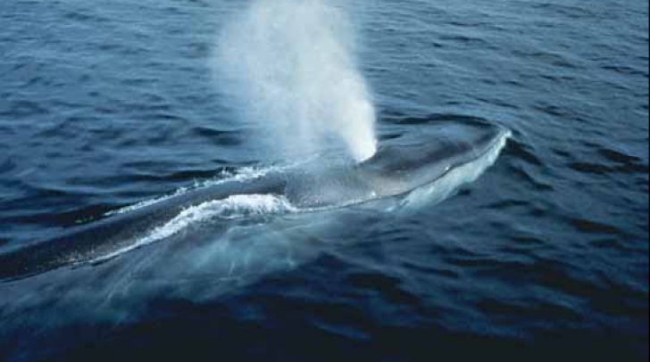 Tragedie în Canada. Un vas pentru observarea balenelor s-a scunfundat. Trei morţi