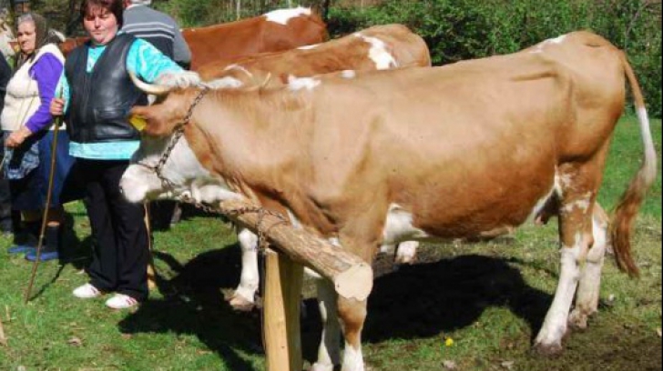 Protest la Ministerul Agriculturii: Crescătorii de bovine pichetează sediul MADR
