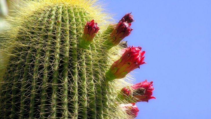 Testul cactusului. Vei afla un lucru uimitor despre tine! Tu ce cactus alegi?
