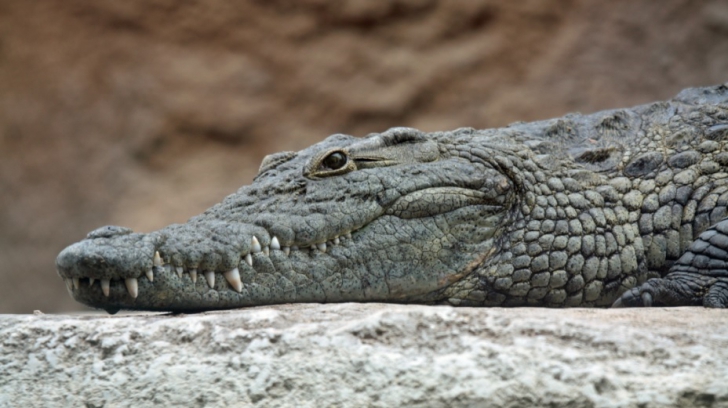Descoperire inedită despre crocodili: ce se întâmplă cu creierul lor când adorm