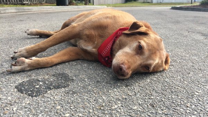Acest câine a refuzat să părăsească locul unde a fost ucisă stăpâna sa. Ce a urmat e cutremurător