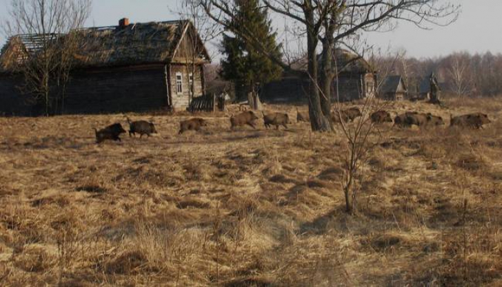 GALERIE FOTO. Animalele de la Cernobîl. Zona de protecţie arată ca o adevărată grădina zoologică