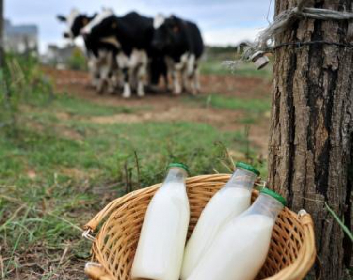 Producția de lapte de vacă în România ar putea creşte 