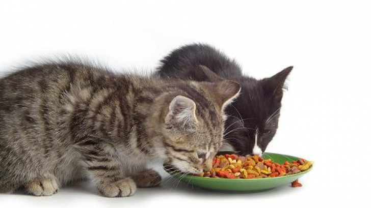 Cele mai bune oferte la hrană pentru pisici