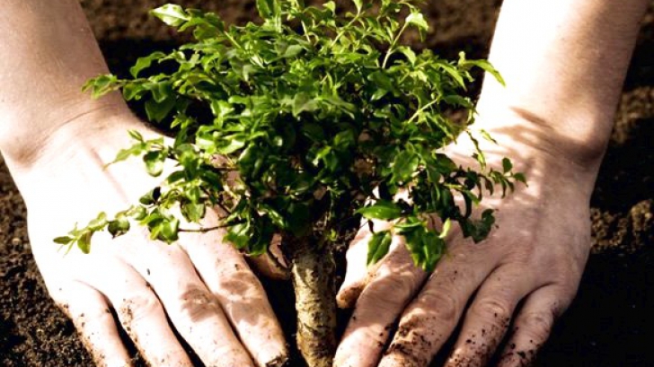 O vedetă de la noi are grijă de frumusețea sa plantând copaci