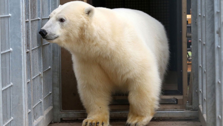 De necrezut: mai mulţi imigranţi au călătorit în remorca unui TIR care transporta un urs polar