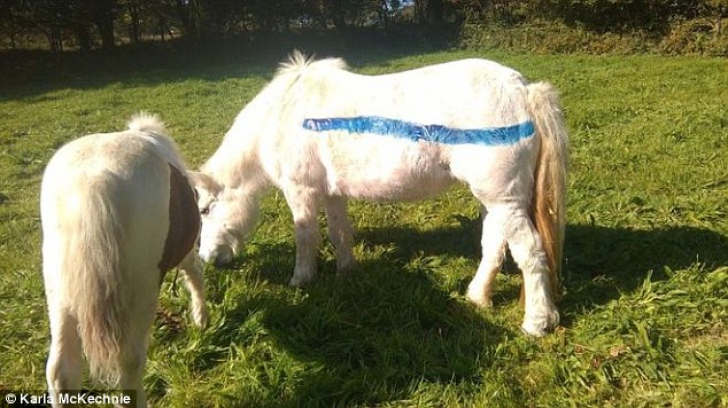 Renumiţi ponei din Dartmoor vor fi vopsiţi. Motivul este unul incredibil