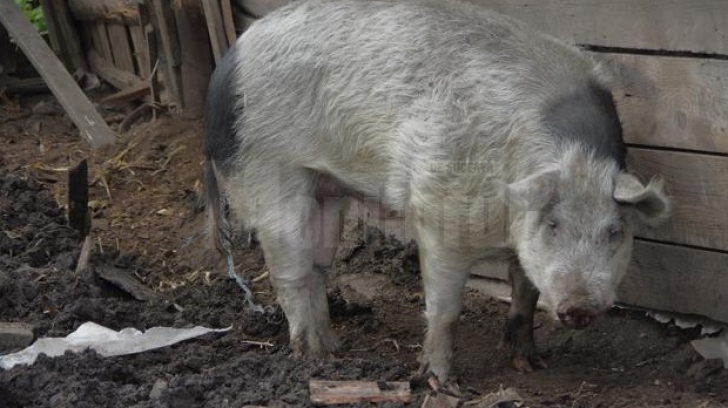 Caz bizar - panică într-un sat din Moldova, din pricina unui porc domestic: "Atacă tot ce vede"
