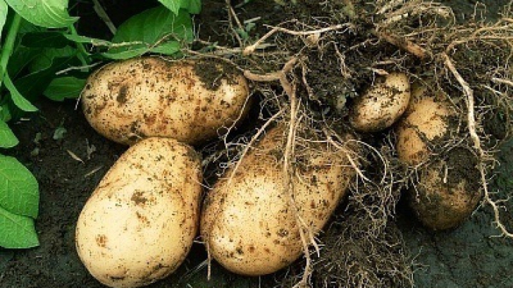 Cartofi rezistenţi la schimbările climatice şi la viroze, produşi de cercetători la Braşov
