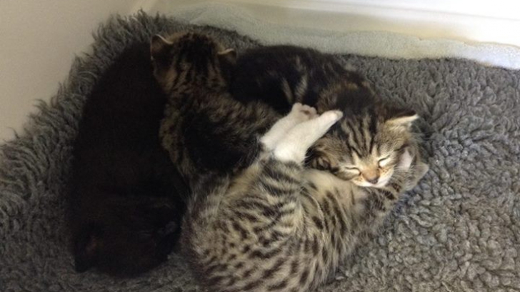 Au găsit patru pui de pisică abandonaţi. Ce s-a întâmplat apoi i-a uimit pe medicii veterinari