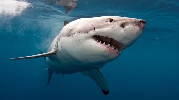 Descoperire uluitoare a oamenilor de ştiinţă: "super-rechinul din Texas"