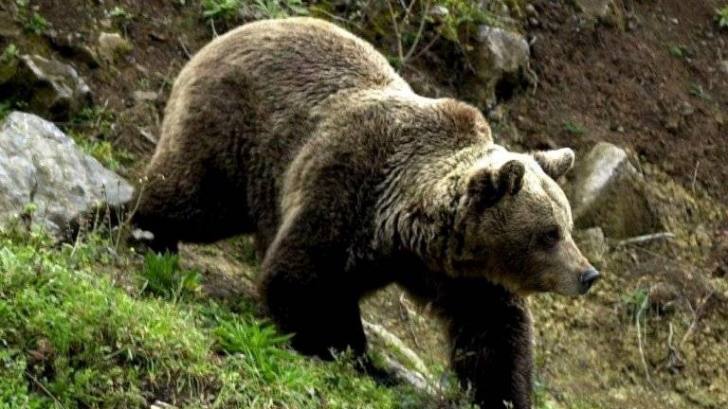 S-a dus să culeagă ciuperci în pădure, dar a fost atacat de urs. "Ne-am bătut laolaltă"