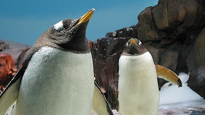 Nu sunt pinguinii din Madagascar, dar...Cum s-a sfârşit o tentativă de evadare de la Zoo