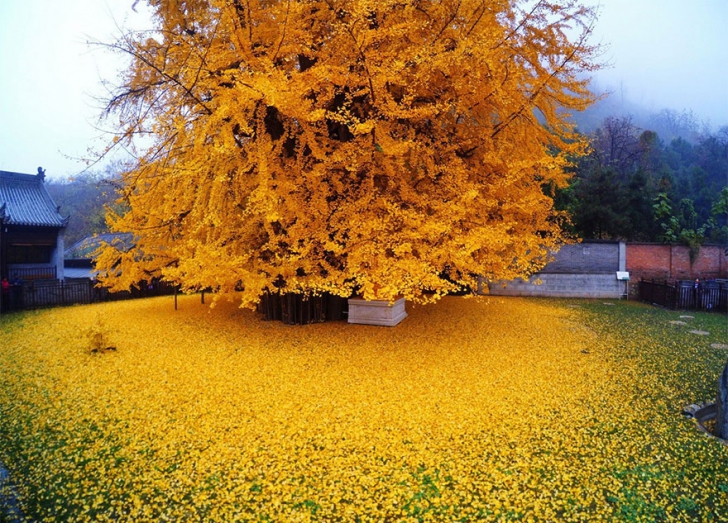 Copacul de aur