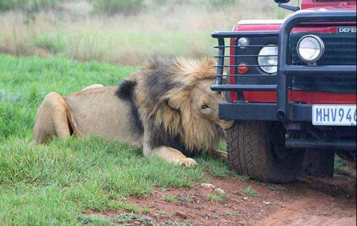 Au fost înconjurați în safari de o haită de lei furioși. Ce a urmat întrece orice imaginație