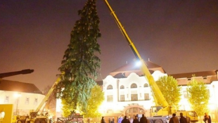 Cel mai mare brad de Crăciun din ţară nu va fi împodobit în Bucureşti, ci în provincie. În ce oraş