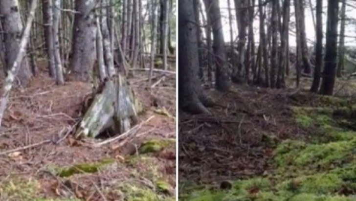 Filmarea care a înfricoşat internetul: cum arată o pădure bântuită.Totul e real, explicaţia e simplă