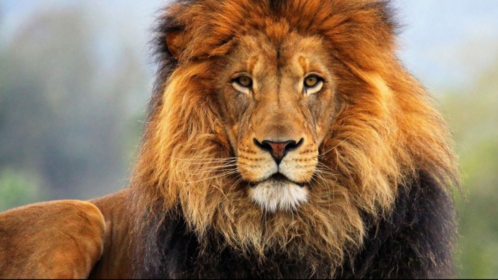 O tânără, în stare gravă după ce a fost mușcată de un leu într-un zoo ilegal