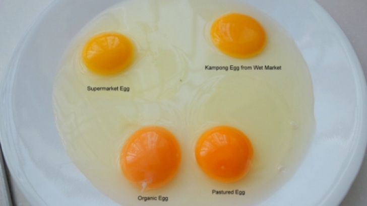 Cum faci diferenţa între ouăle de ţară şi cele din supermarket. Aşa arată un ou sănătos