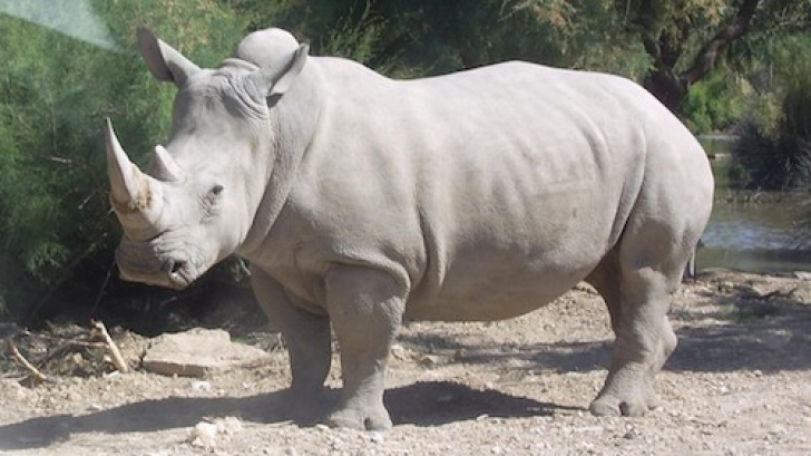 A murit unul dintre cei patru rinoceri albi nordici 