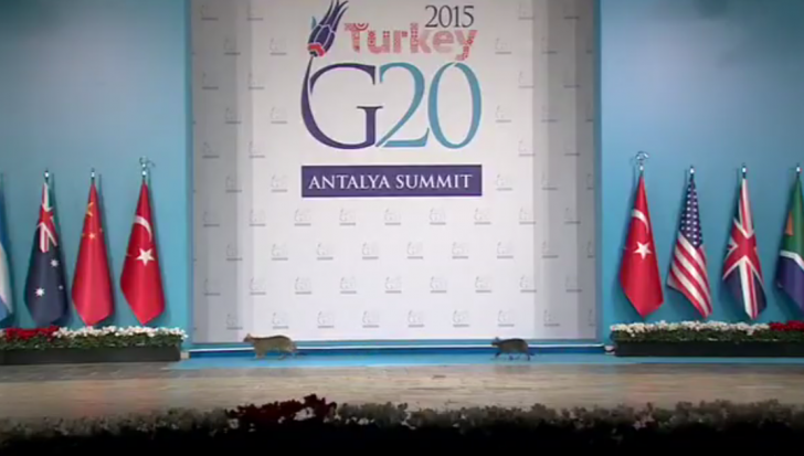 Moment ridicol la summit-ul G20. Trei pisici au urcat pe podium chiar înaintea liderilor mondiali