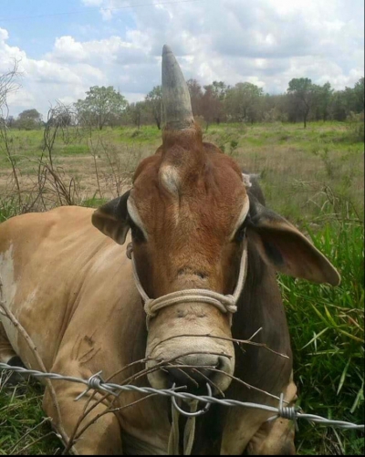 Boul-unicorn, creatura ”mitică” divinizată de locuitorii unui orășel din Brazilia.Cum arată animalul