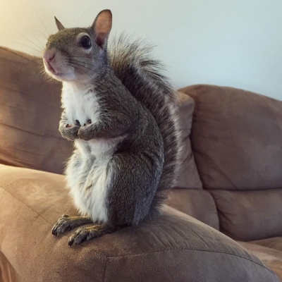 Cea mai adorabilă veveriţă de pe internet