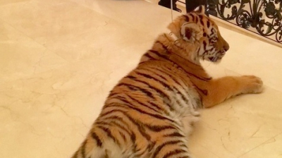 Un celebru sportiv a primit în dar un tigru, din partea Rusiei. "Mă îngrozeşte"