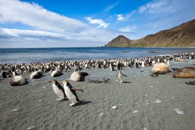 Cum arată o insulă locuită doar de pinguini. Imagini care îţi frâng inima 