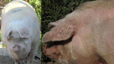 Cel mai tare anunţ înainte de Crăciun. Se vinde online un porc de 500 de kilograme