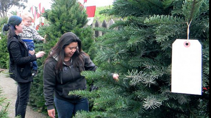 Cât costă brazii în pieţele din România, la doar câteva zile până la Crăciun