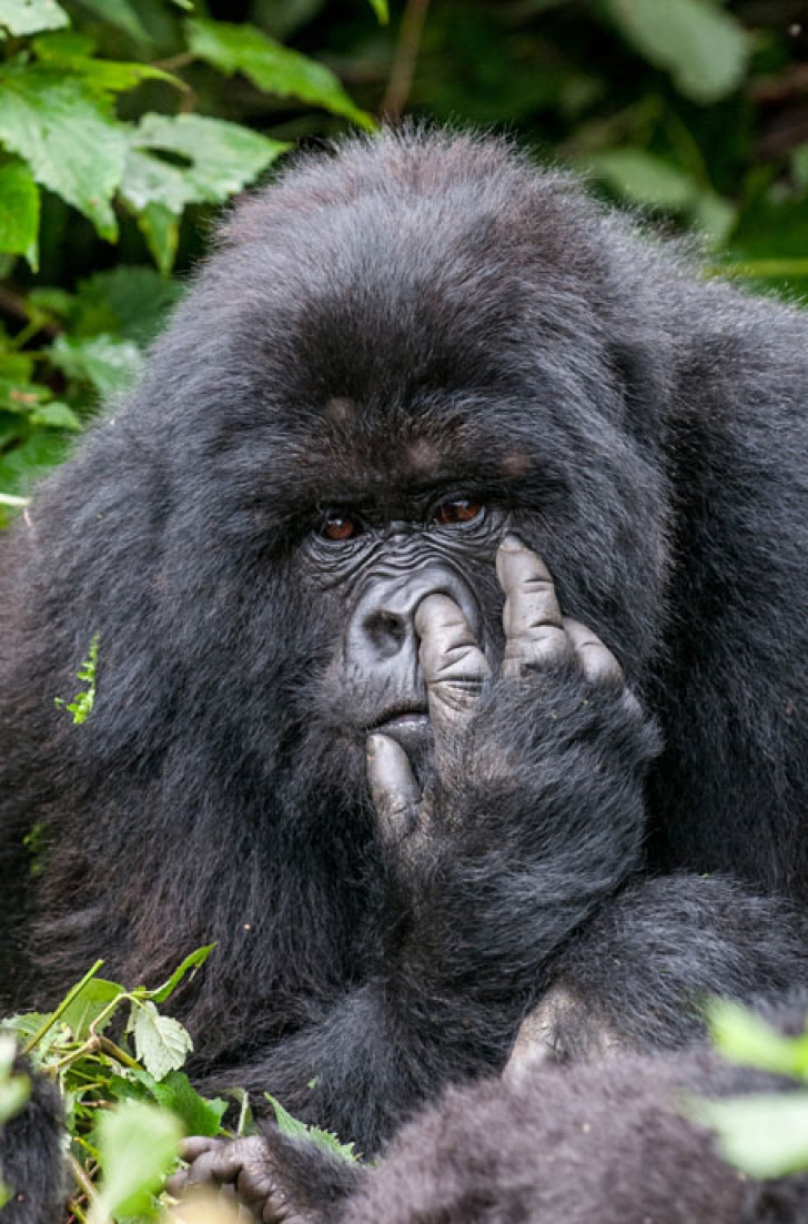 Concurs inedit: cele mai amuzante fotografii cu animale. Care este cea câştigătoare