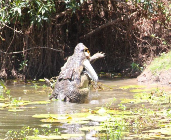 Crocodilul canibal, atac îngrozitor. A sfârtecat un crocodil mai mic în câteva clipe