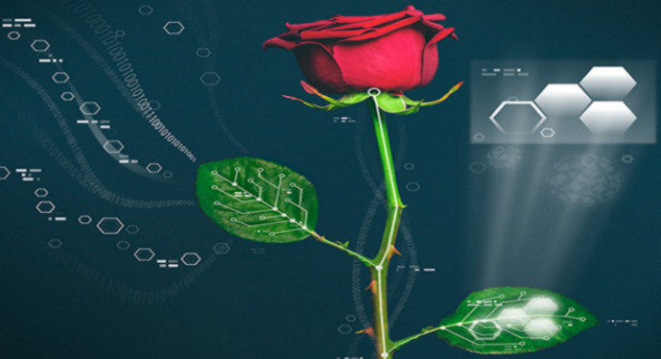 Un trandafir, prima plantă electronică creată în lume