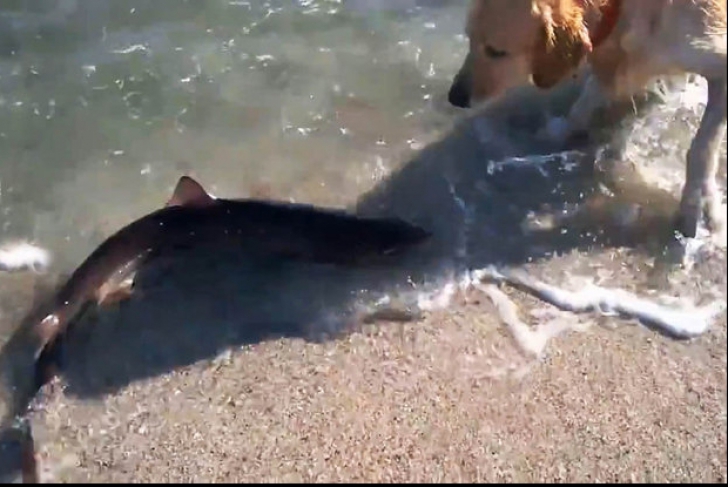 Pui de rechin, filmat pe Litoral. Cum a apărut vietatea în apele Mării Negre