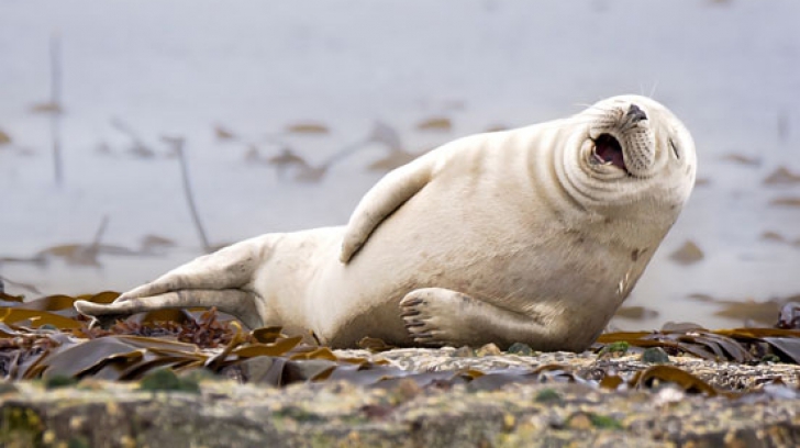 Concurs inedit: cele mai amuzante fotografii cu animale. Care este cea câştigătoare