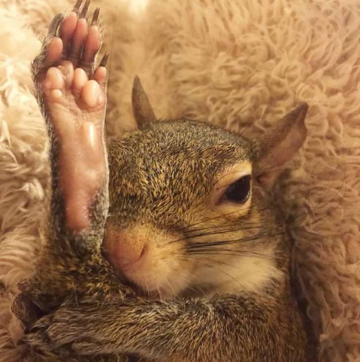 Cea mai adorabilă veveriţă de pe internet