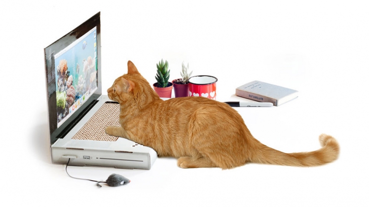 A apărut laptopul pentru pisici