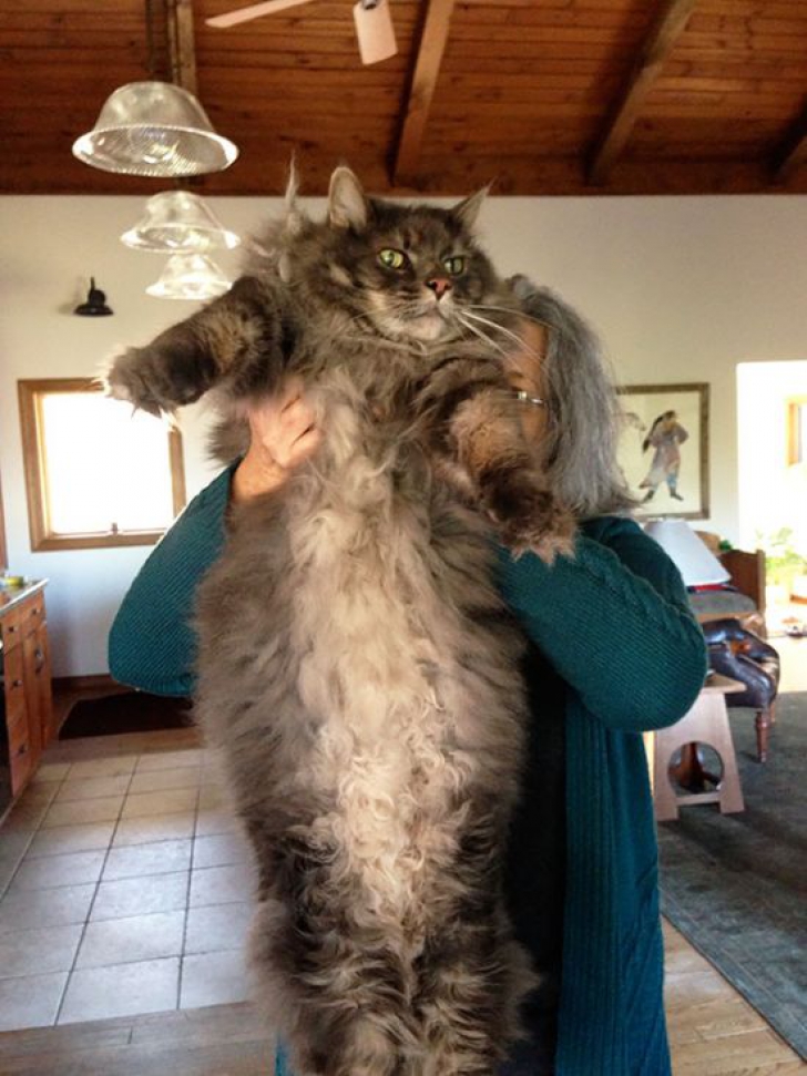GALERIE FOTO. Cum să ții în brațe cele mai mari pisici din lume